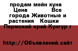 продам мейн куна › Цена ­ 15 000 - Все города Животные и растения » Кошки   . Пермский край,Кунгур г.